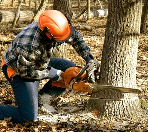 Tree Removal in Canterbury, CT